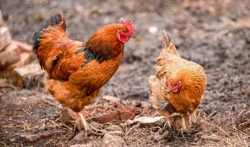 Chicken Molting Tips