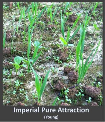 Whitetail Institute Imperial Pure Attraction (26 Lb)